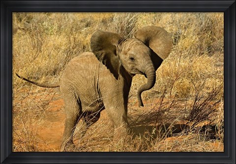 Framed Baby African Elephant, Samburu Game Reserve, Kenya Print