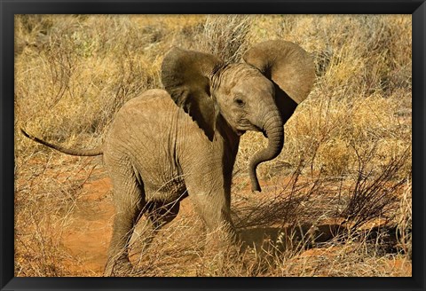 Framed Baby African Elephant, Samburu Game Reserve, Kenya Print