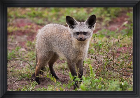 Framed Bat-eared fox, Serengeti NP, Tanzania. Print