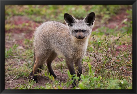 Framed Bat-eared fox, Serengeti NP, Tanzania. Print