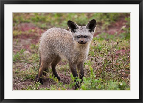 Framed Bat-eared fox, Serengeti NP, Tanzania. Print