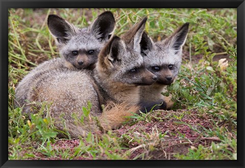 Framed Bat-eared foxes, Serengeti National Park, Tanzania Print