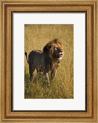 Framed Black maned male Lion, Panthera leo, Masai Mara, Kenya Print