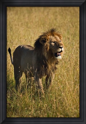 Framed Black maned male Lion, Panthera leo, Masai Mara, Kenya Print