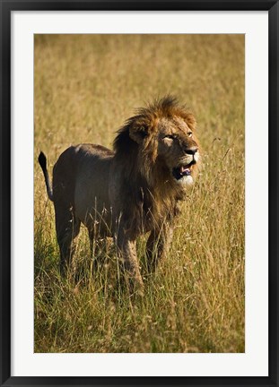 Framed Black maned male Lion, Panthera leo, Masai Mara, Kenya Print