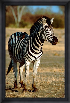 Framed Botswana, Chobe NP, Linyanti, Burchell&#39;s zebra Print