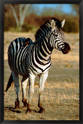 Framed Botswana, Chobe NP, Linyanti, Burchell&#39;s zebra Print