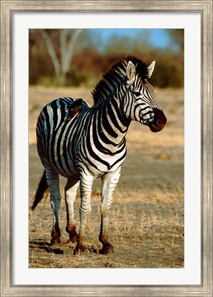 Framed Botswana, Chobe NP, Linyanti, Burchell&#39;s zebra Print