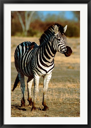 Framed Botswana, Chobe NP, Linyanti, Burchell&#39;s zebra Print