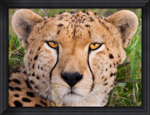 Framed Cheetah, Serengeti National Park, Tanzania Print
