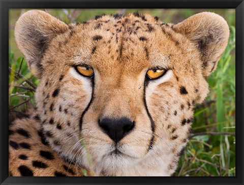 Framed Cheetah, Serengeti National Park, Tanzania Print