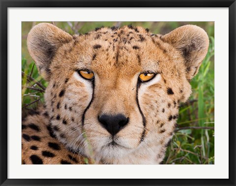 Framed Cheetah, Serengeti National Park, Tanzania Print