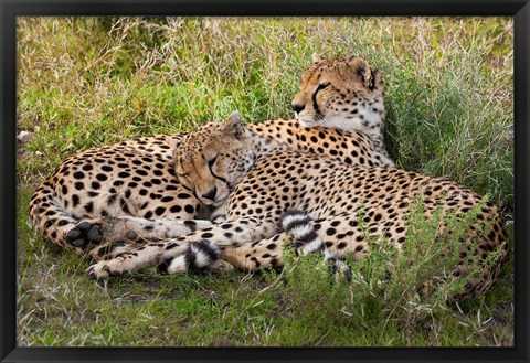 Framed Cheetahs, Serengeti National Park, Tanzania Print