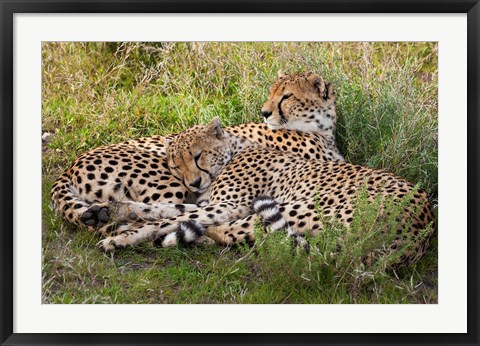 Framed Cheetahs, Serengeti National Park, Tanzania Print