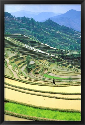 Framed China, Yunnan, Yuanyang Co, Rice Terraces, Mount Ailo Print