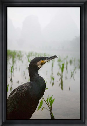 Framed Cormorant by the Li River, China Print