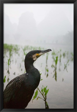 Framed Cormorant by the Li River, China Print