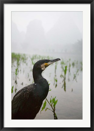 Framed Cormorant by the Li River, China Print