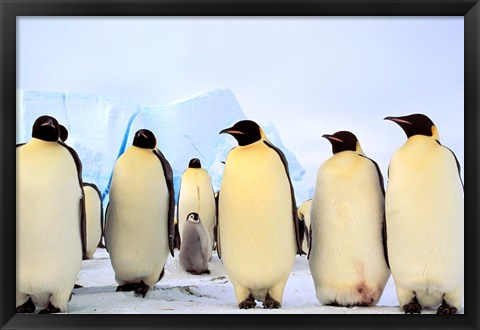 Framed Emperor Penguins, Atka Bay, Weddell Sea, Antarctica Print