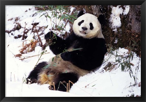 Framed Giant Panda With Bamboo, Wolong Nature Reserve, Sichuan Province, China Print