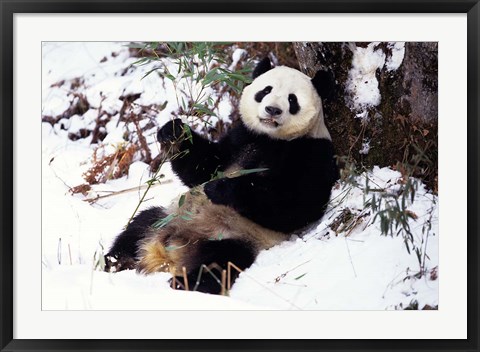 Framed Giant Panda With Bamboo, Wolong Nature Reserve, Sichuan Province, China Print