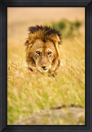 Framed Adult male lion, Panthera leo, Masai Mara, Kenya Print
