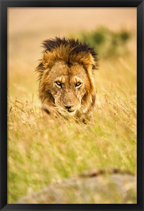 Framed Adult male lion, Panthera leo, Masai Mara, Kenya Print