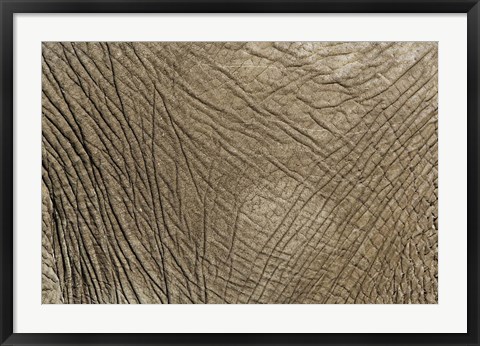 Framed African Elephant skin, Masai Mara, Kenya Print