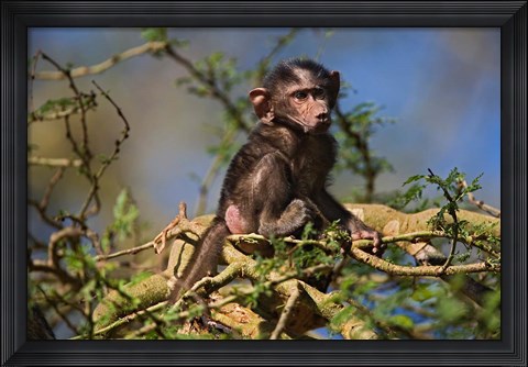 Framed Baby Olive Baboon, Lake Nakuru National Park, Kenya Print