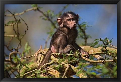 Framed Baby Olive Baboon, Lake Nakuru National Park, Kenya Print