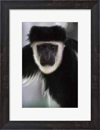 Framed Black and White Colobus Monkey, Lake Nakuru NP, Kenya Print