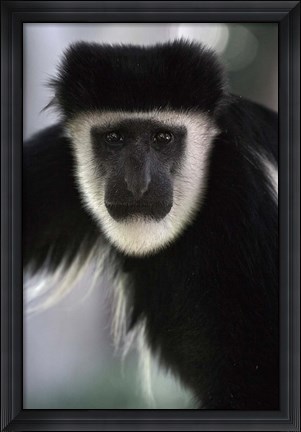Framed Black and White Colobus Monkey, Lake Nakuru NP, Kenya Print