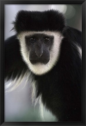 Framed Black and White Colobus Monkey, Lake Nakuru NP, Kenya Print