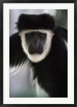 Framed Black and White Colobus Monkey, Lake Nakuru NP, Kenya Print