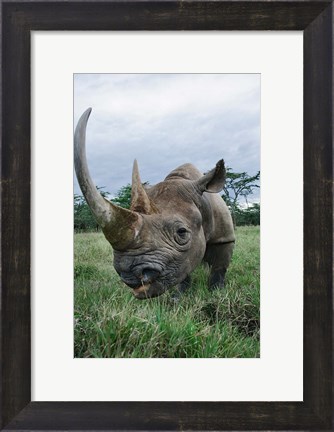 Framed Black Rhinoceros, Kenya Print