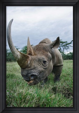 Framed Black Rhinoceros, Kenya Print