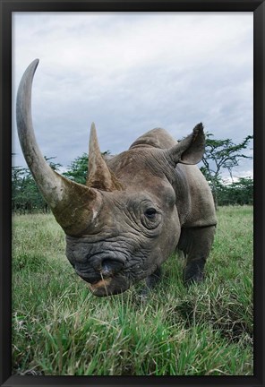 Framed Black Rhinoceros, Kenya Print