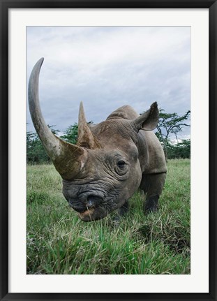 Framed Black Rhinoceros, Kenya Print