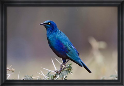 Framed Blue-eared Glossy Starling bird, Lake Nakuru NP, Kenya Print