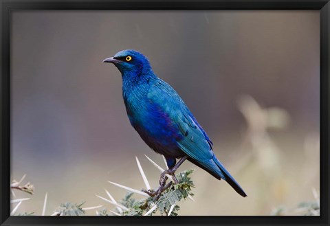 Framed Blue-eared Glossy Starling bird, Lake Nakuru NP, Kenya Print