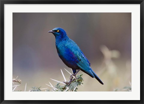 Framed Blue-eared Glossy Starling bird, Lake Nakuru NP, Kenya Print