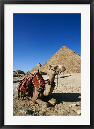 Framed Camel at Cheops, The Great Pyramid, Khafre or Chephren Print