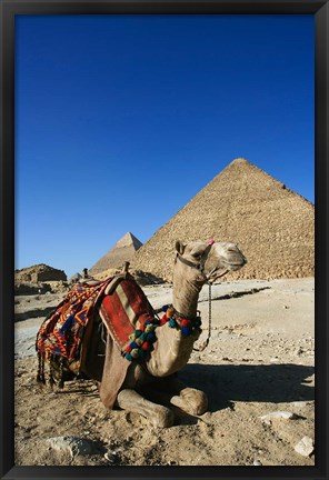 Framed Camel at Cheops, The Great Pyramid, Khafre or Chephren Print