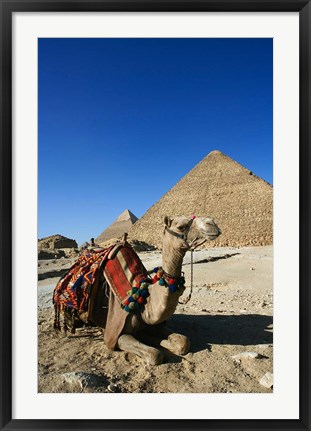 Framed Camel at Cheops, The Great Pyramid, Khafre or Chephren Print