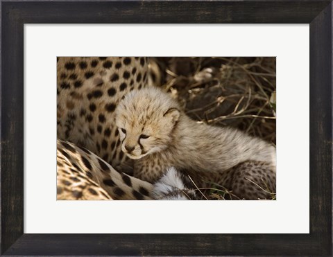 Framed Cheetah cub, Acinonyx jubatus, Masai Mara, Kenya Print