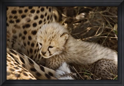 Framed Cheetah cub, Acinonyx jubatus, Masai Mara, Kenya Print
