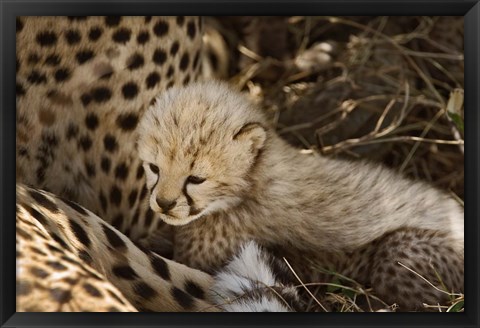 Framed Cheetah cub, Acinonyx jubatus, Masai Mara, Kenya Print