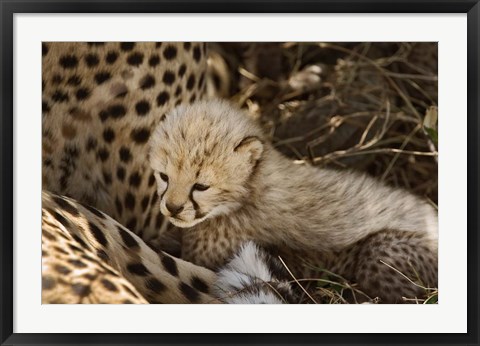 Framed Cheetah cub, Acinonyx jubatus, Masai Mara, Kenya Print