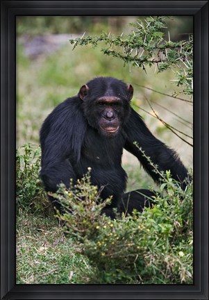 Framed Chimpanzee, Sweetwater Chimpanzee Sanctuary, Kenya Print