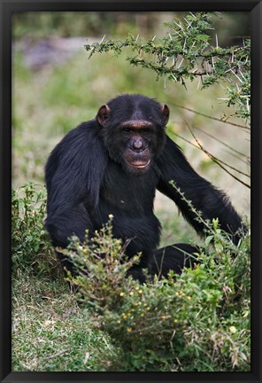 Framed Chimpanzee, Sweetwater Chimpanzee Sanctuary, Kenya Print